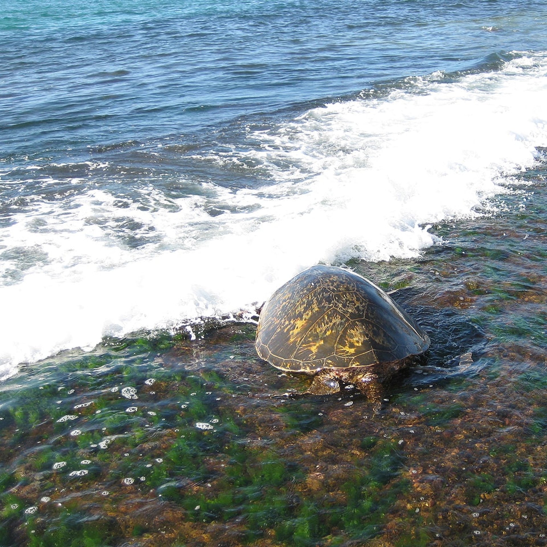Turtles - Schildkröten auf Hawaii