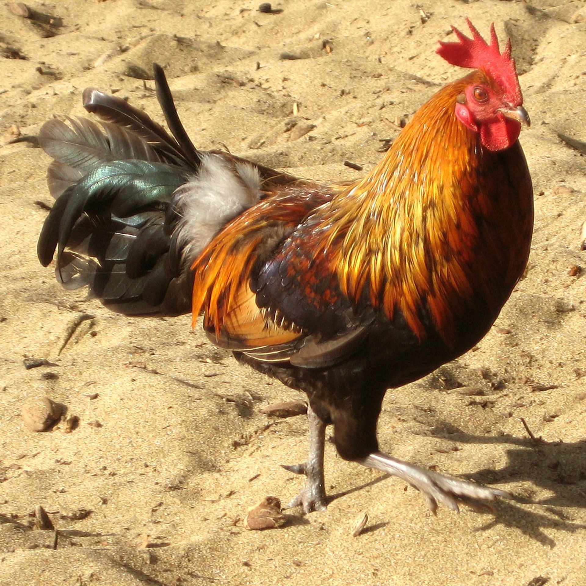 Die rennen sogar in Scharen an der Beach rum