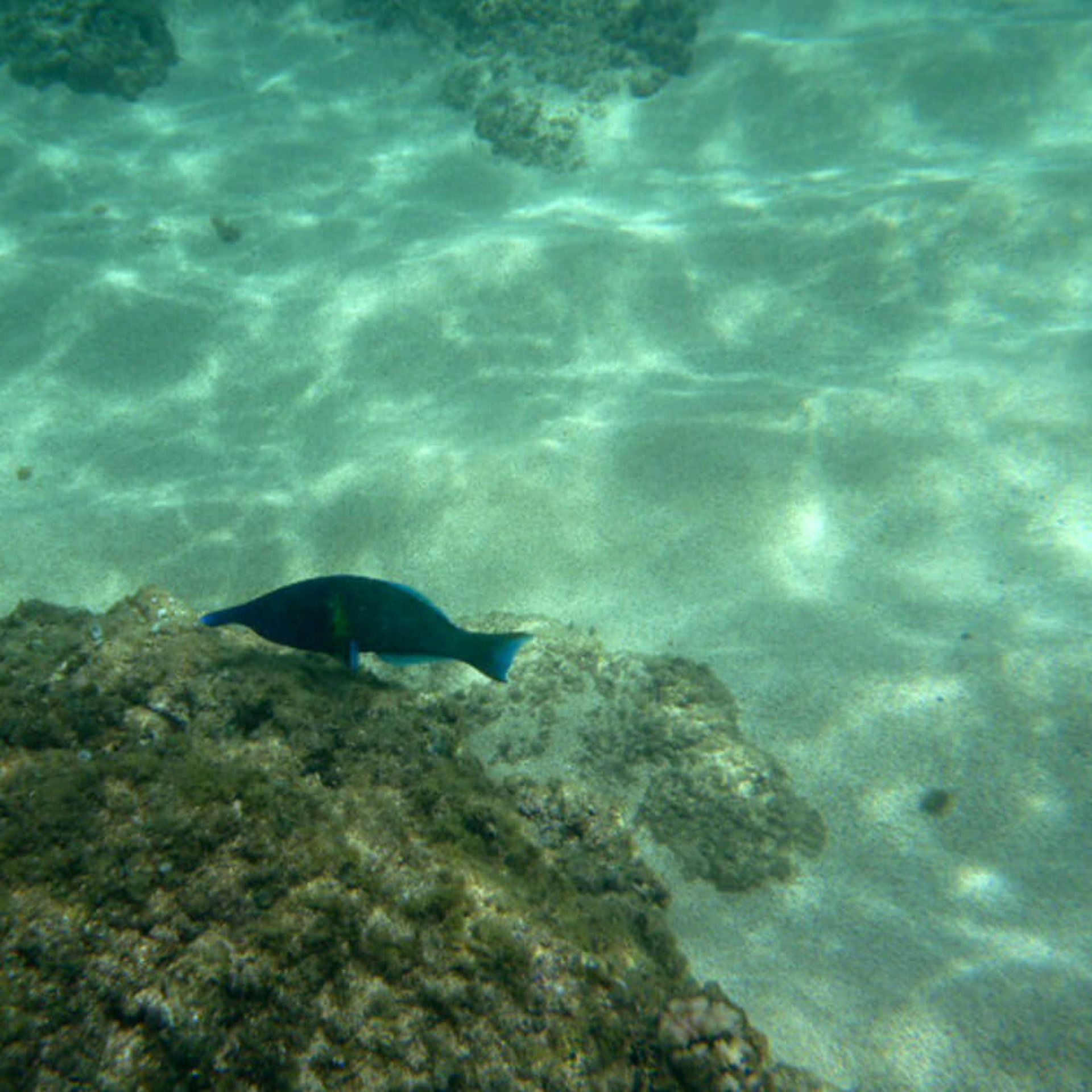 Ausbeute beim schnorcheln