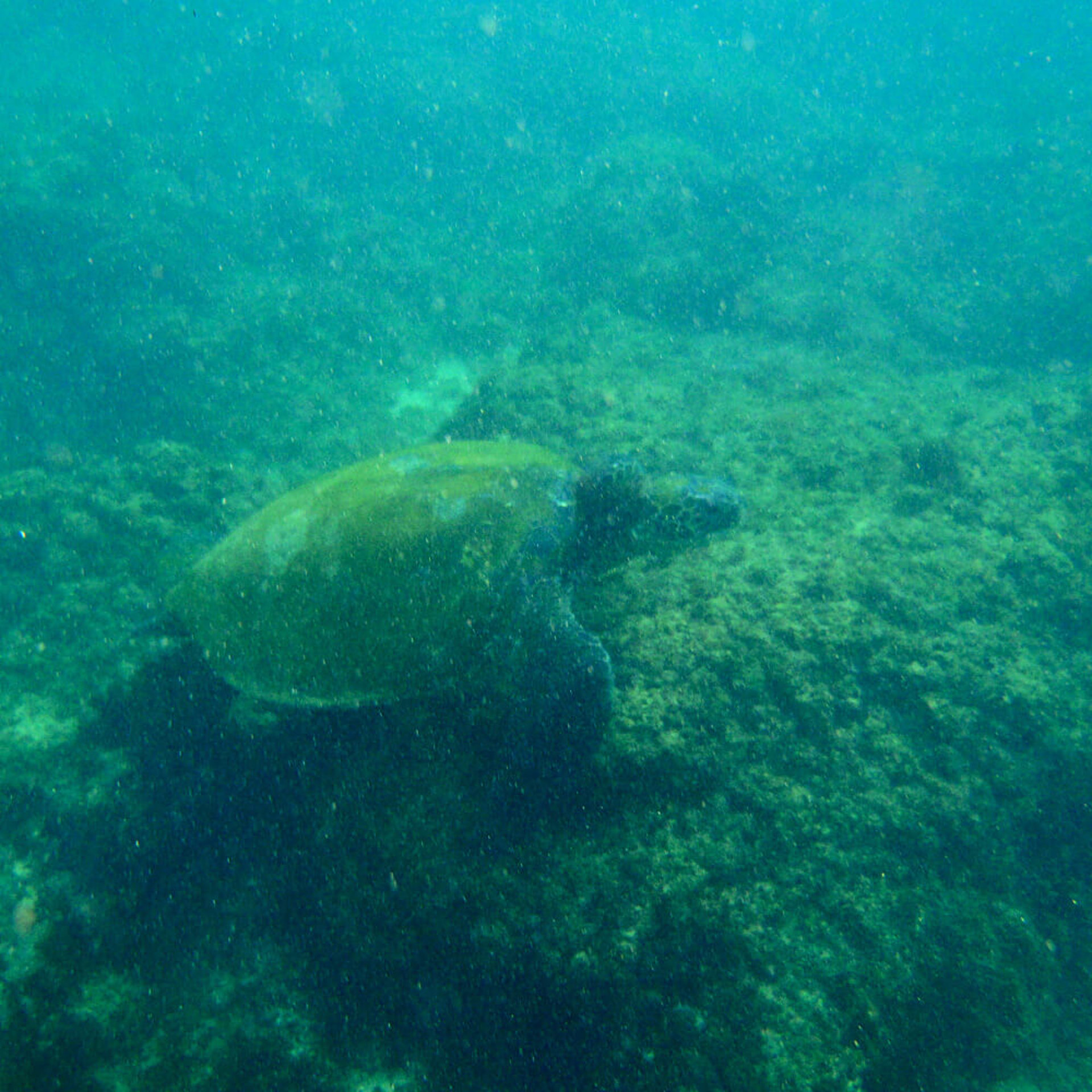 Schildkröten auf Hawaii
