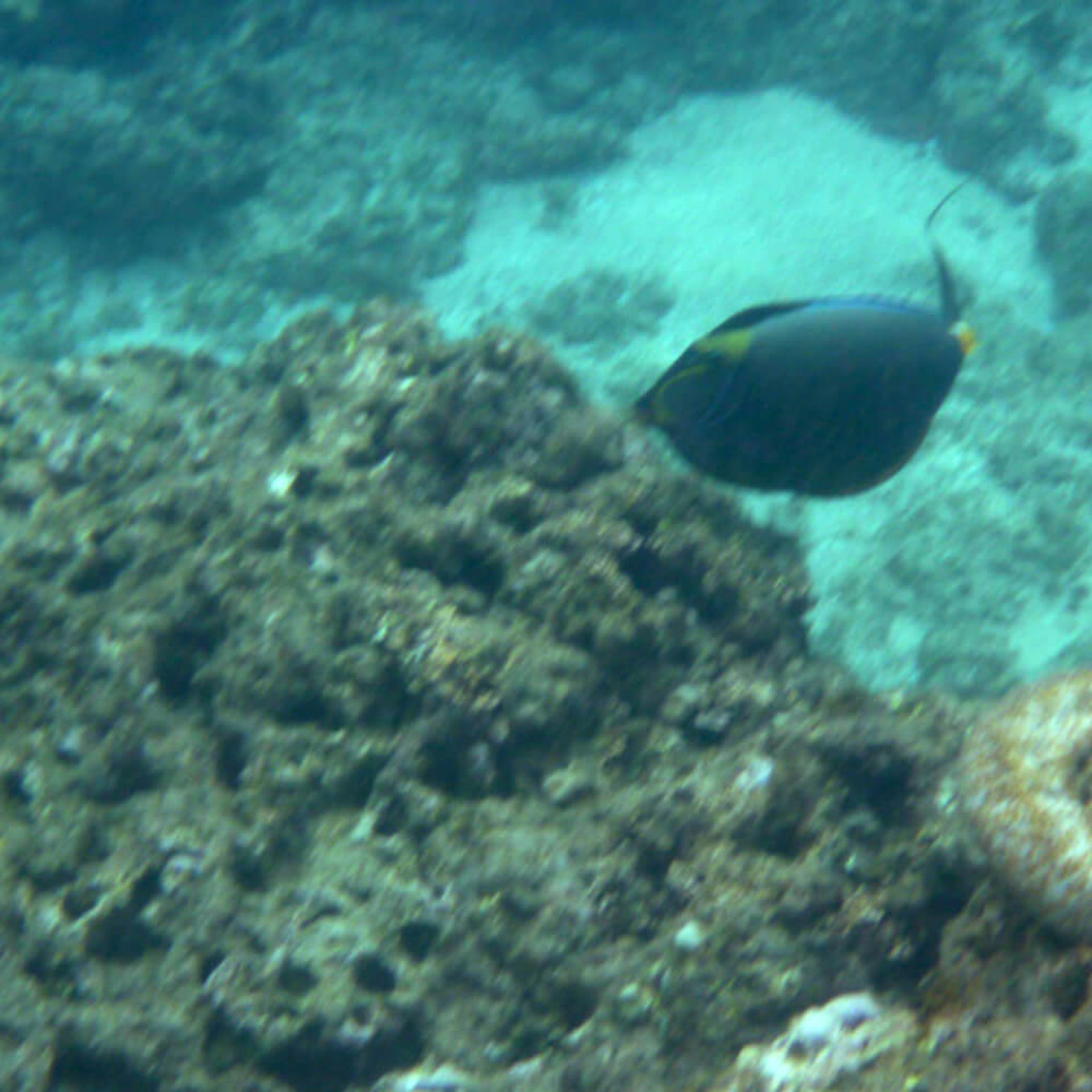 Ausbeute beim schnorcheln