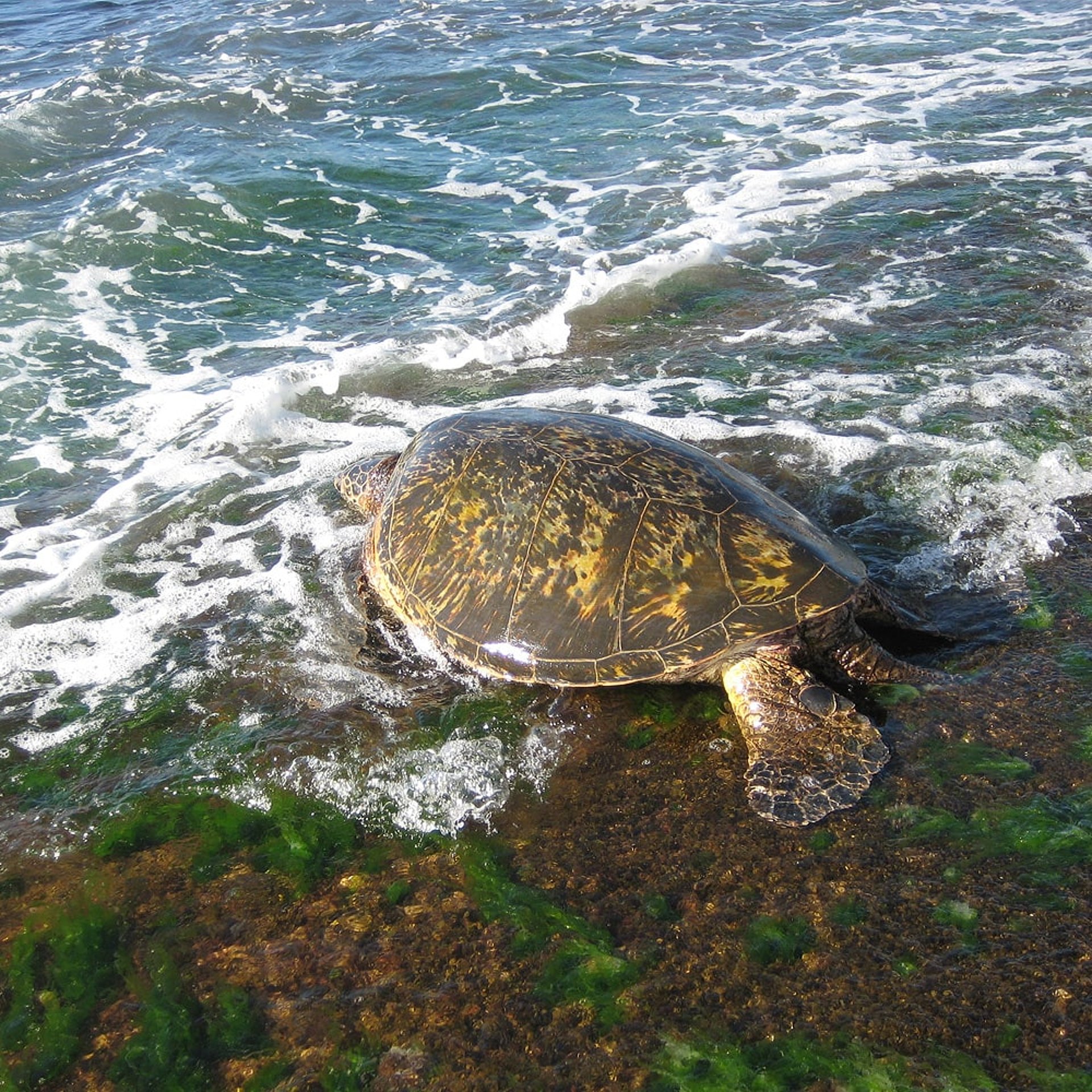 Turtles - Schildkröten auf Hawaii