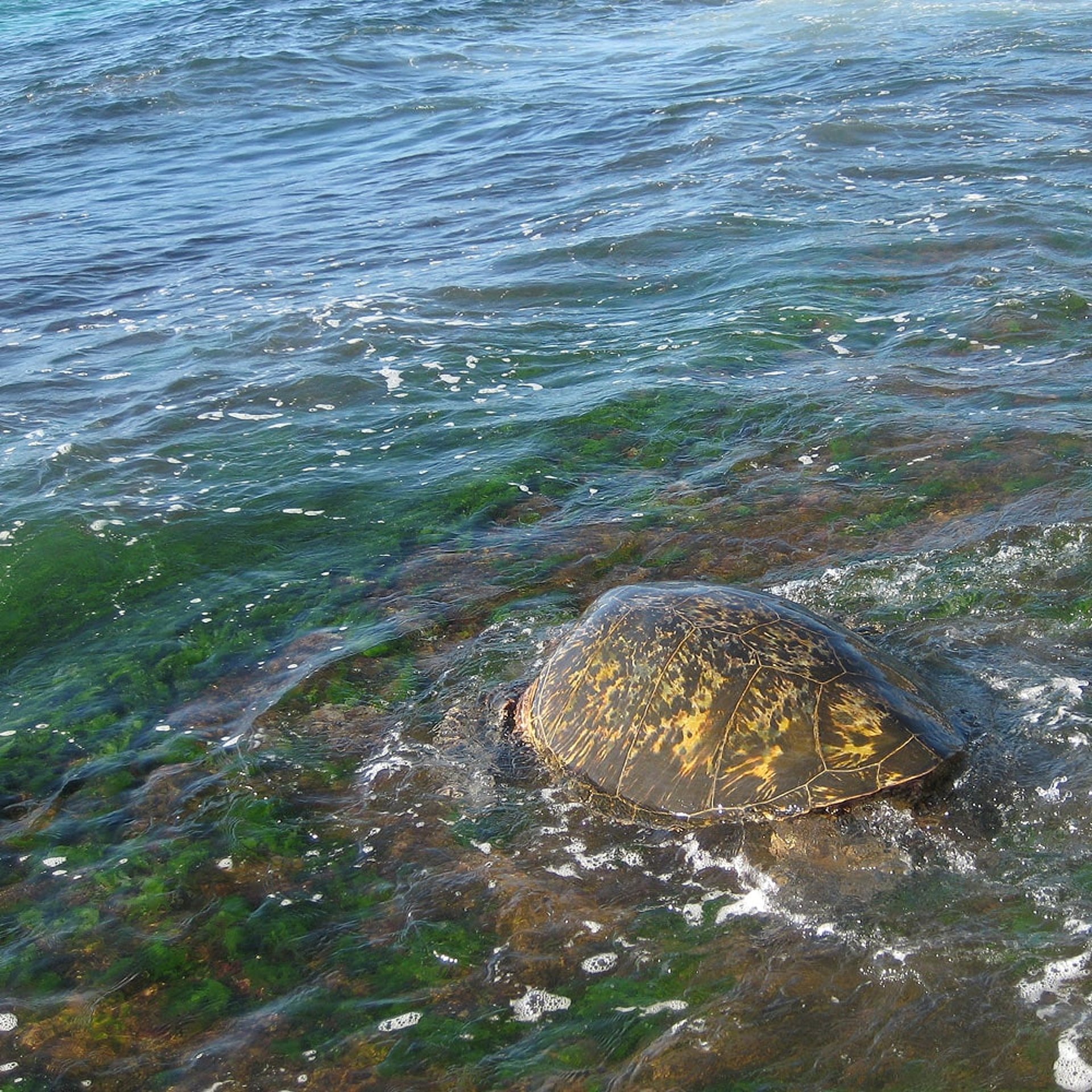 Turtles - Schildkröten auf Hawaii