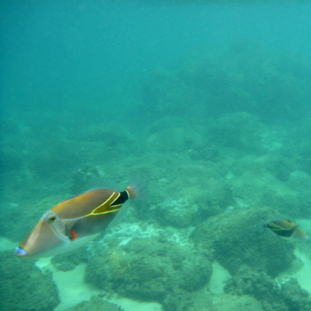 Ausbeute beim schnorcheln