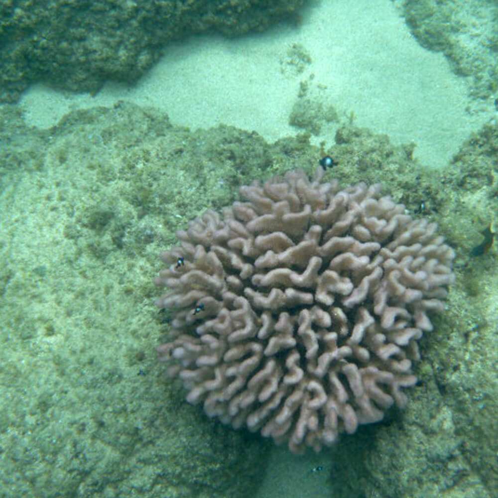 Ausbeute beim schnorcheln